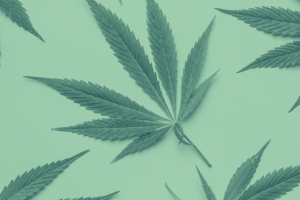 Cannabis leaves
