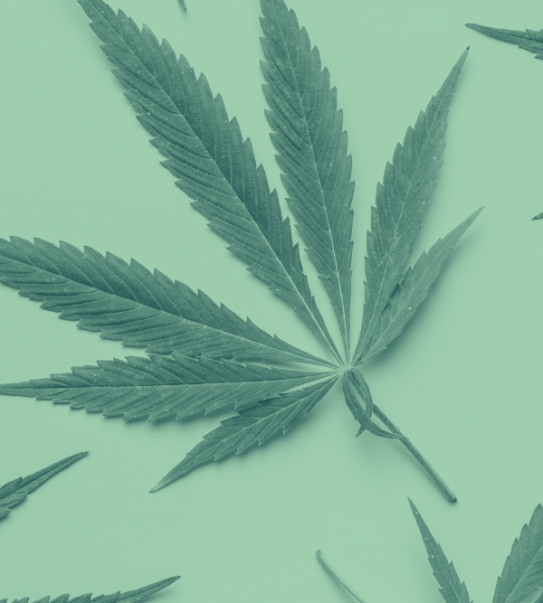 Cannabis leaves